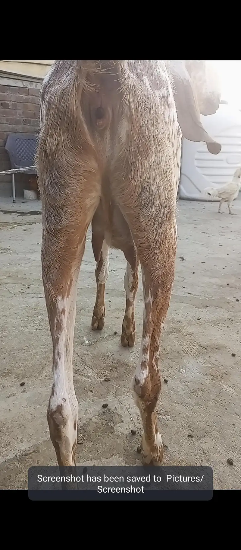 Makhi Cheni Goat — photo 6
