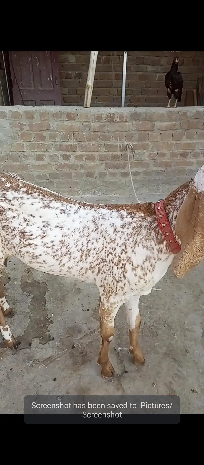 Makhi Cheni Goat — photo 7