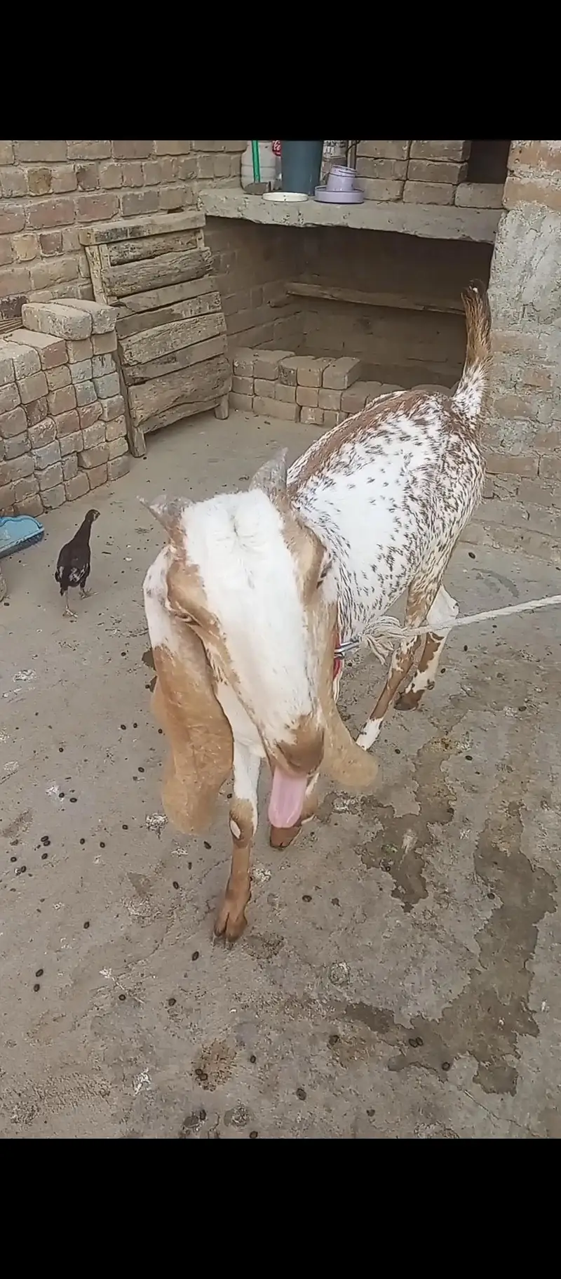 Makhi Cheni Goat — photo 8
