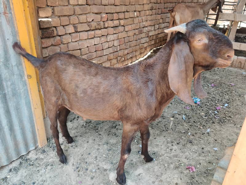Donda bakra 0
