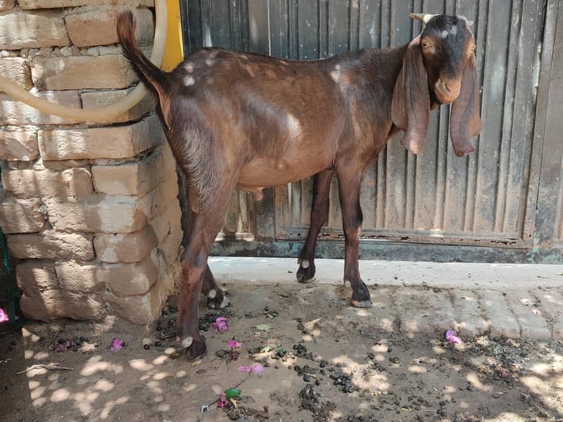 Donda bakra 1
