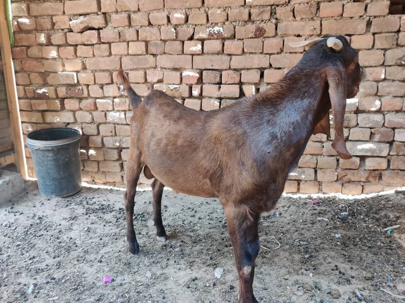 Donda bakra 2