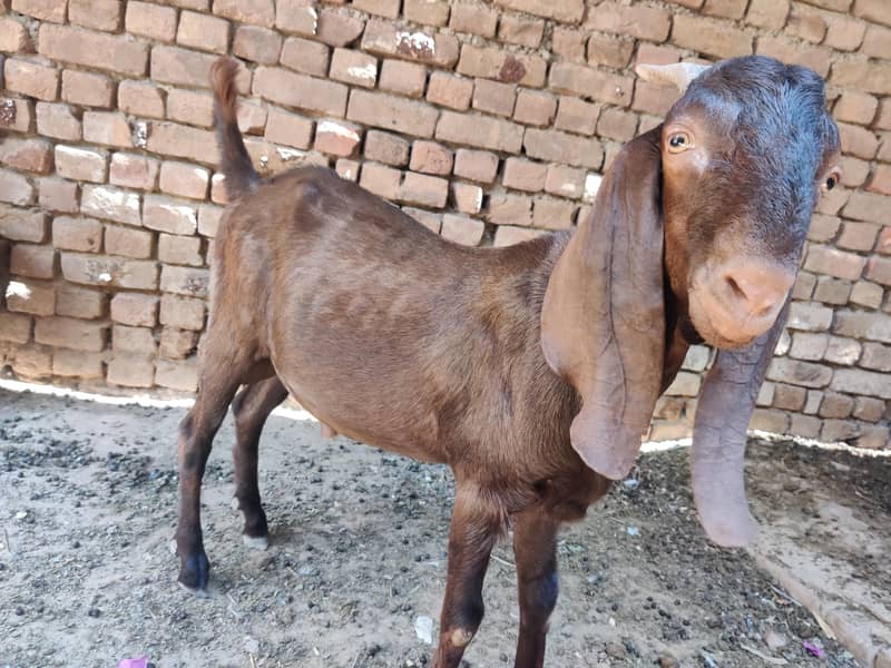 Donda bakra 3