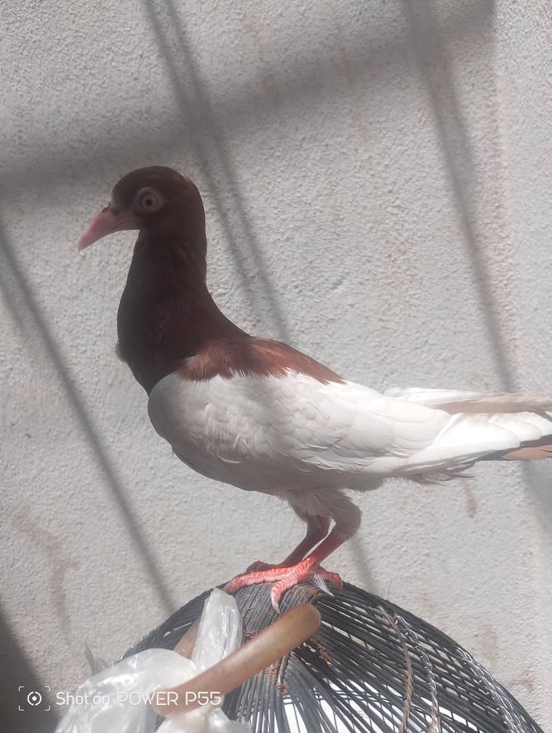 peigon 0
