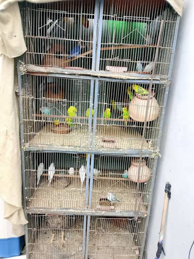 Fully active birds