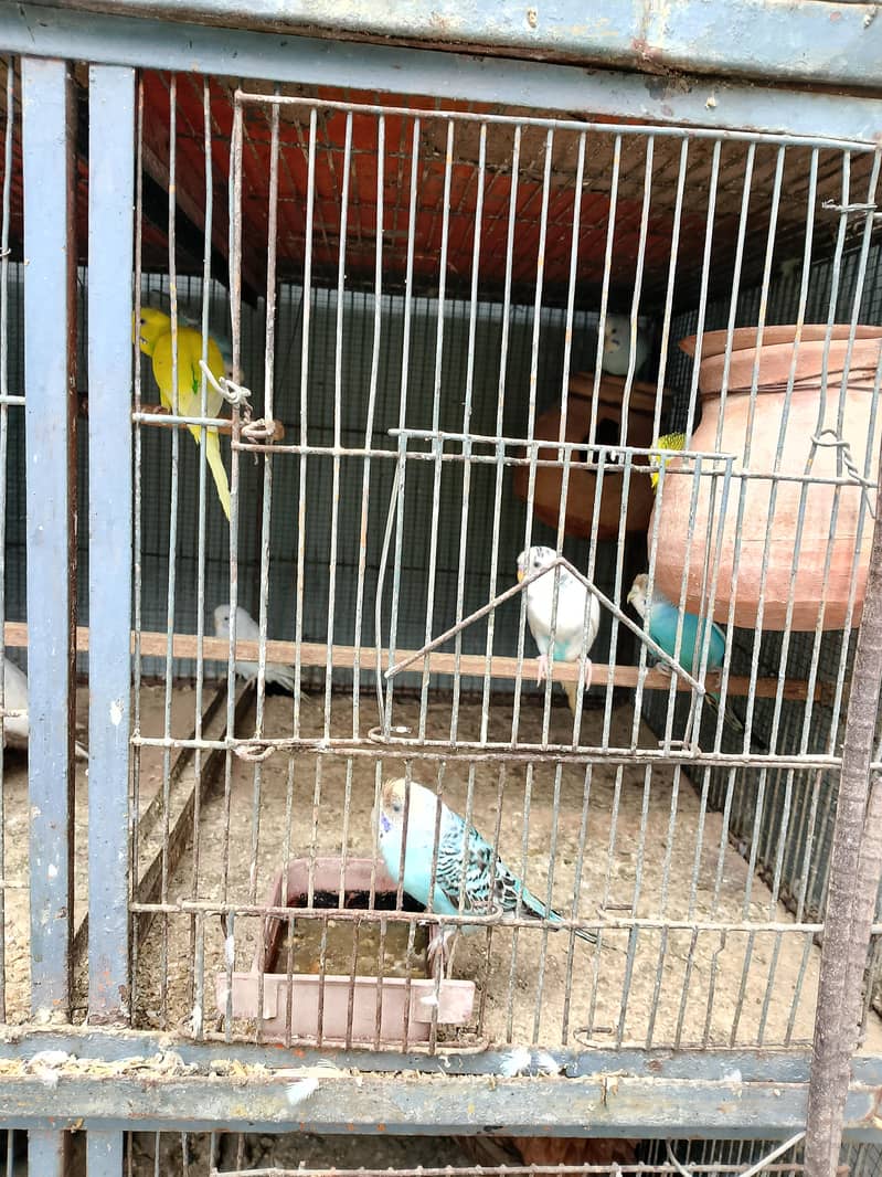 Fully active birds 1