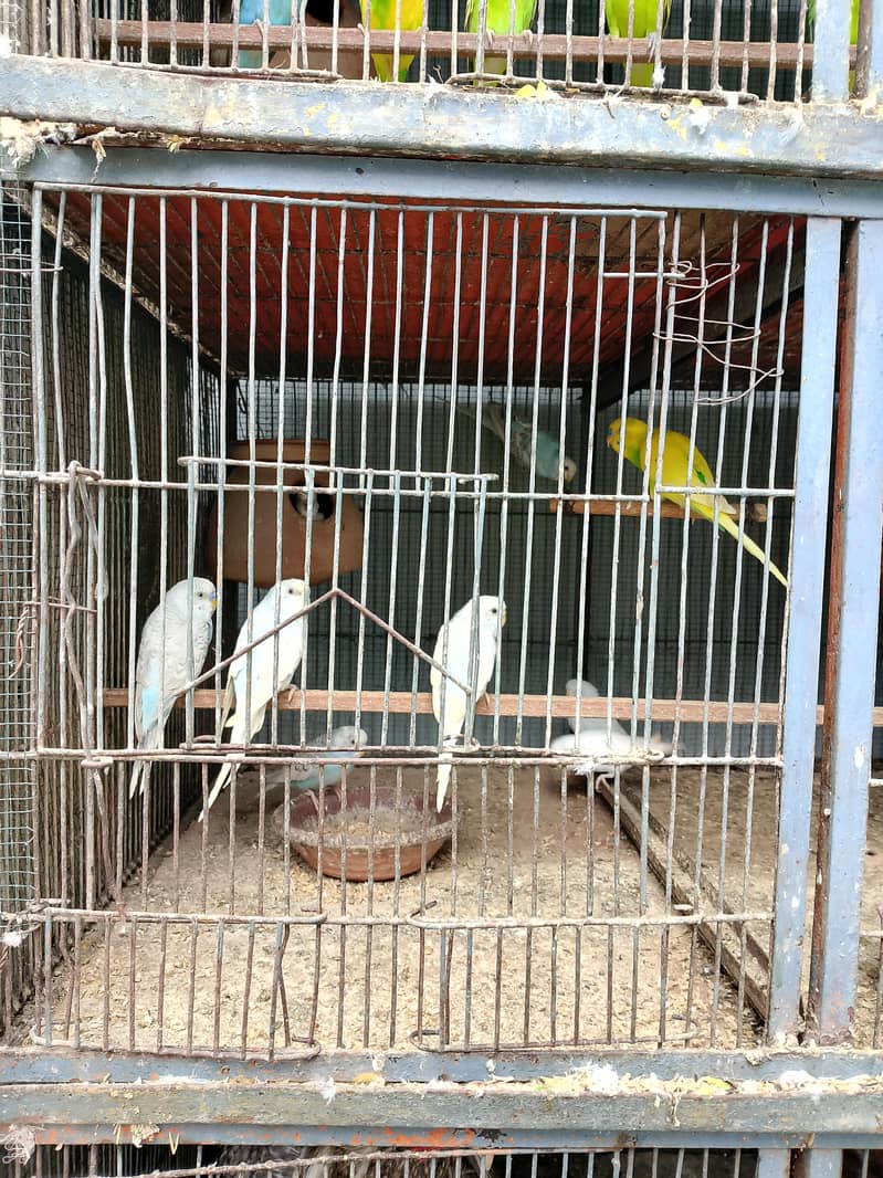 Fully active birds 2
