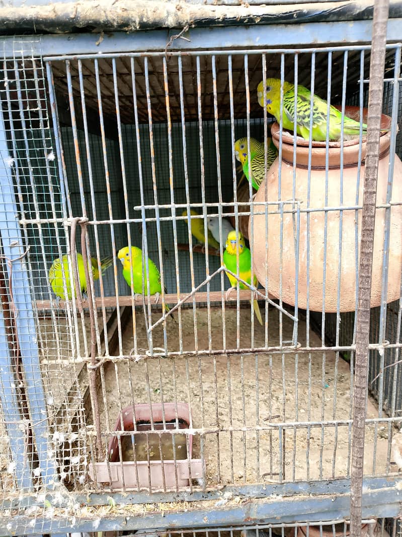 Fully active birds 3