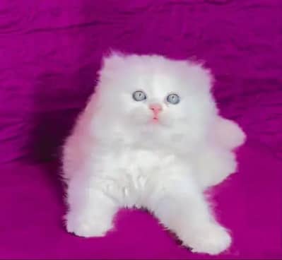 (Persian female kitten) (for sale all) (Pakistan delivery available)