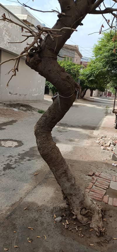Tree for used