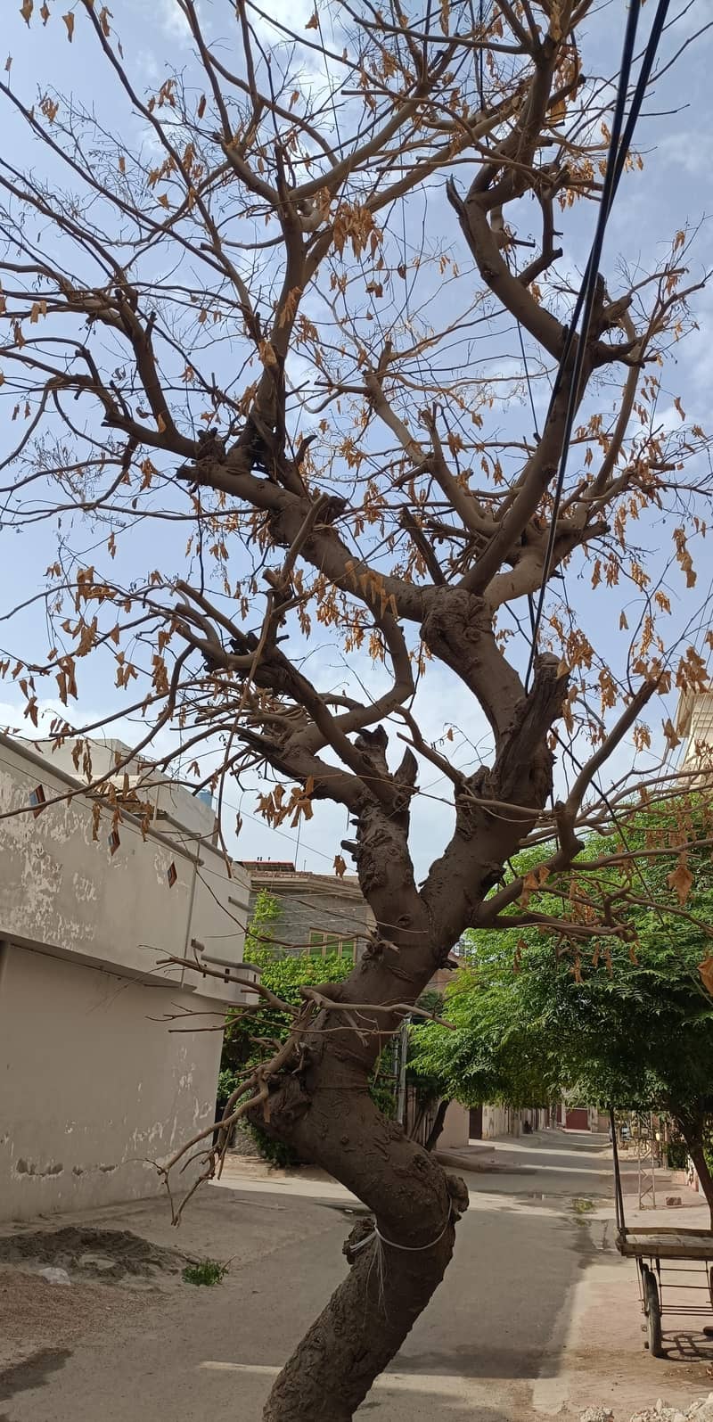 Tree for used 2