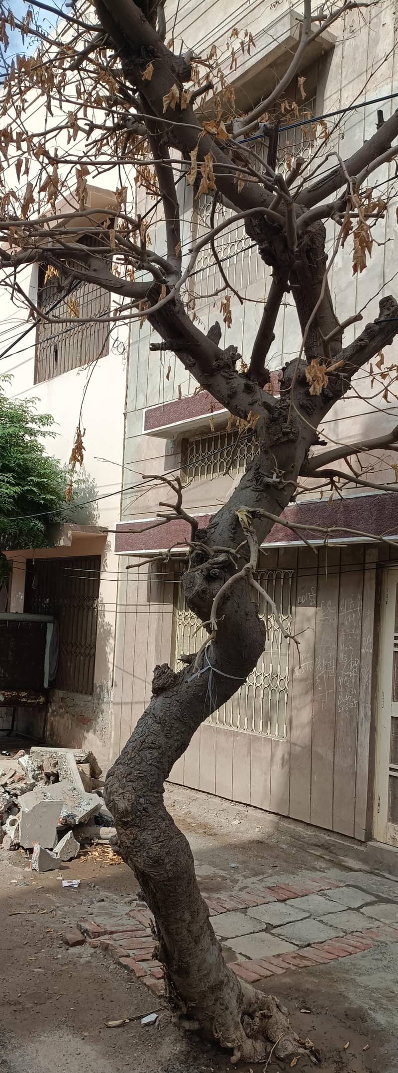 Tree for used 3
