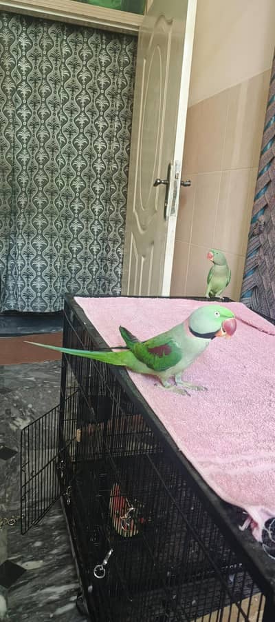 Kashmir Raw parriate tame     talking  zero bite OK (50000)