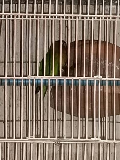 Green Perrot