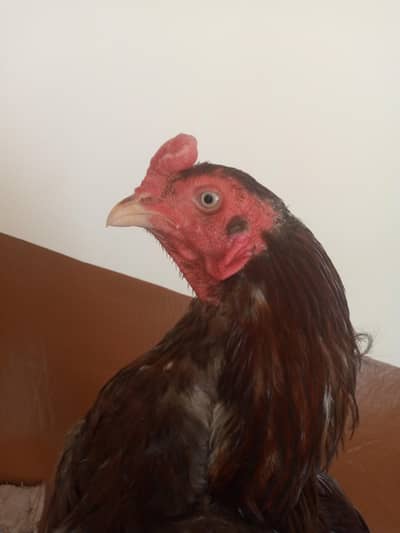 murga