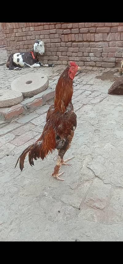 High quality peela murga for sale or exchang posible kisi pathay k sat