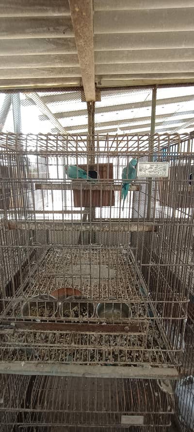 Blue Ringneck pair fertile