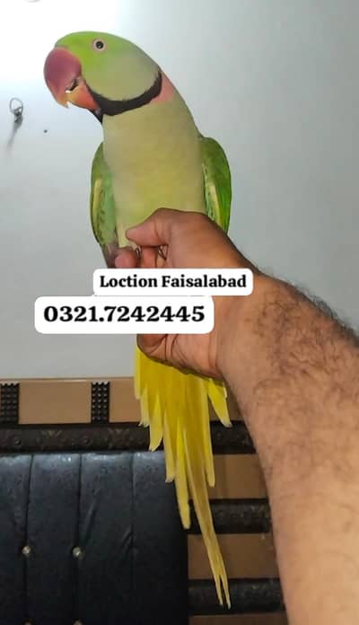 Hand tamed and talking
