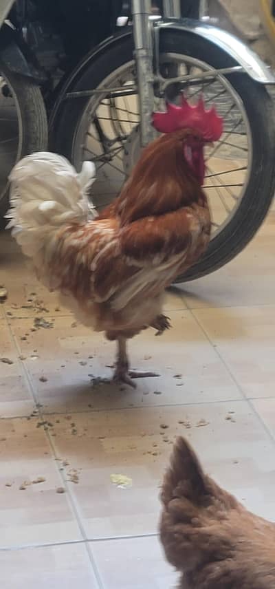 2 Hens and 1 Morgha Bhetreen Nasal