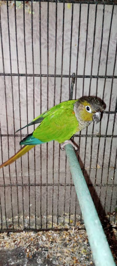 raw parrot