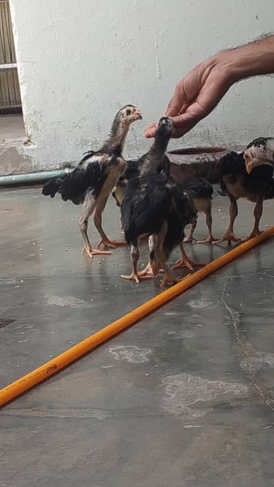 granted king shamo chicks