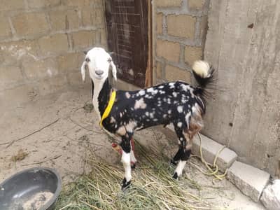 Tota Puri breed pair