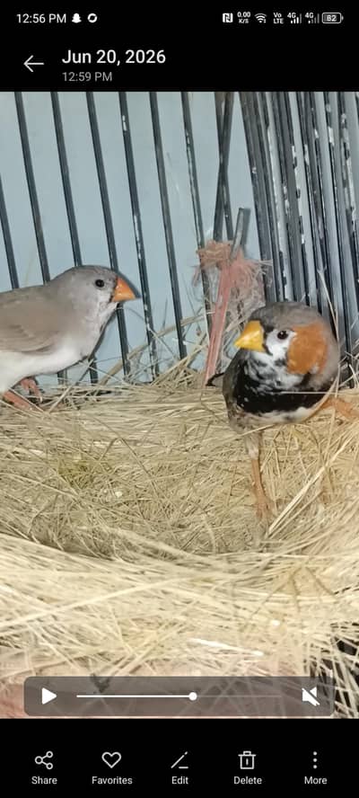 finches for sale
