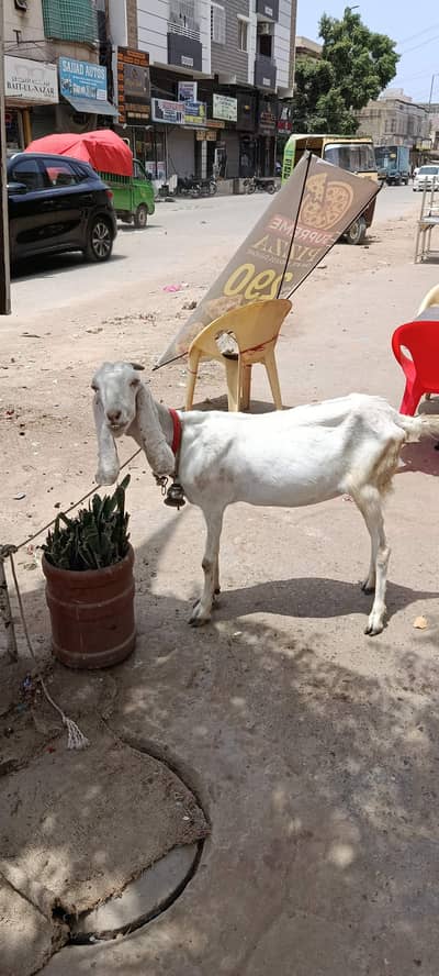 راجن پوری چھ دانت کی بکری خالی ہے گوشت کے دام میں