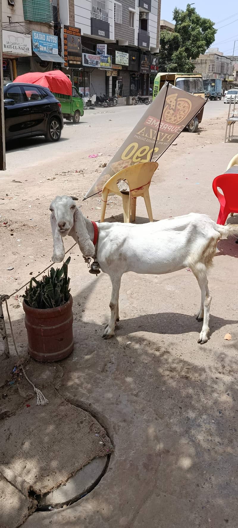 راجن پوری چھ دانت کی بکری خالی ہے گوشت کے دام میں 0