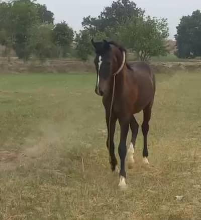Horse