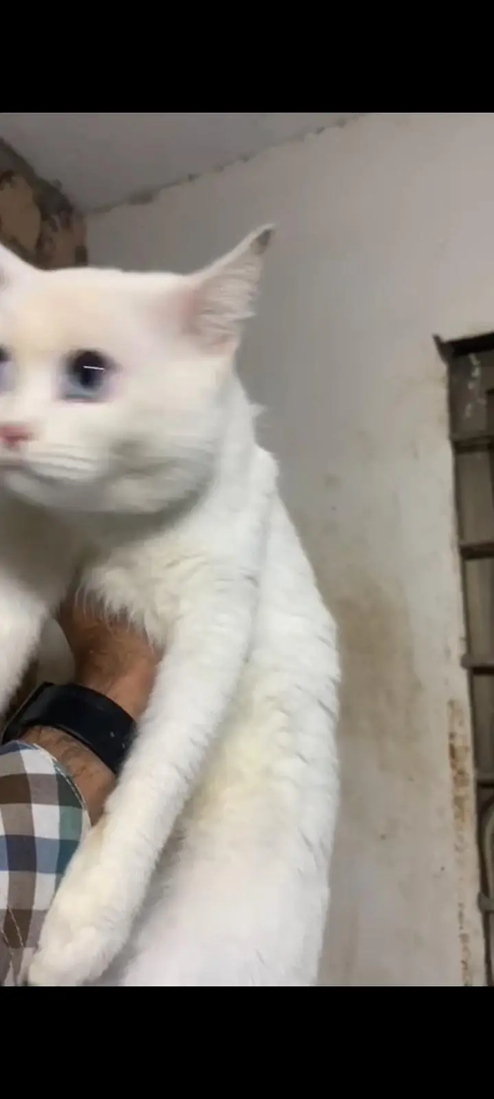 paregnet female cat — photo 6