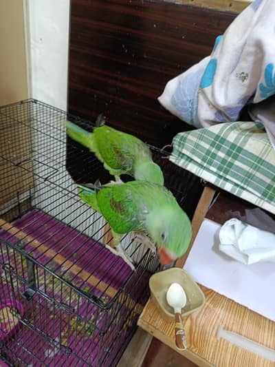 parrot pair seling with pinjra