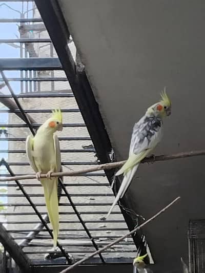 selling cocktail parrots