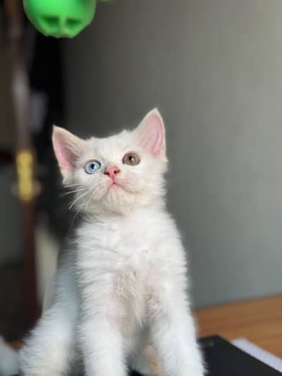 Persian Kittens Pair Urgent For Sale