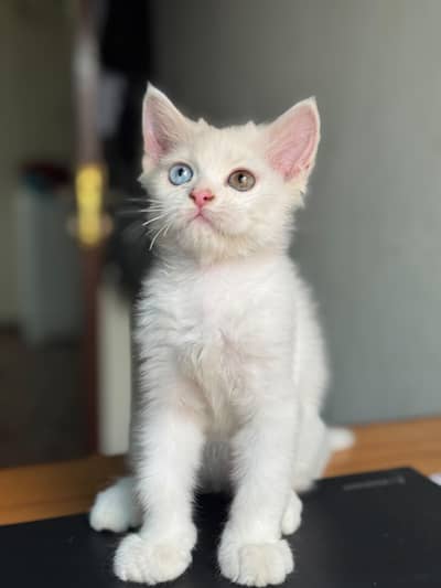 Persian White Male Kitten For Sale