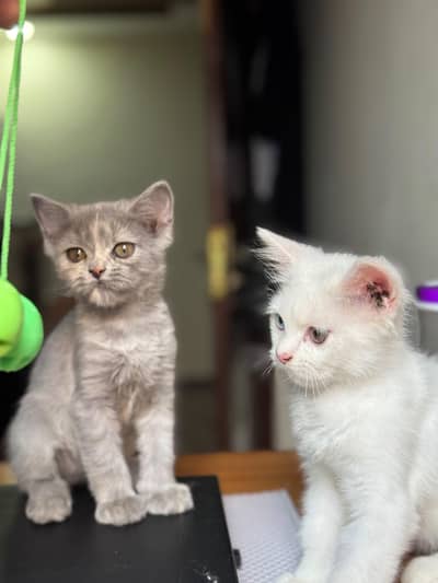 Persian Kittens Pair For Sale