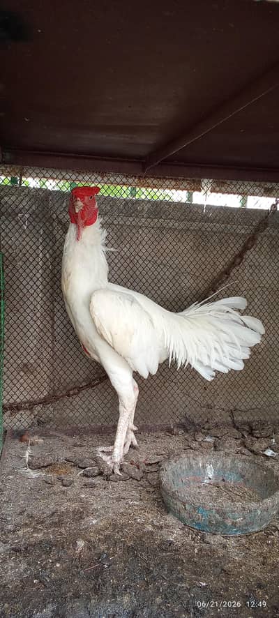 Heera Aseel