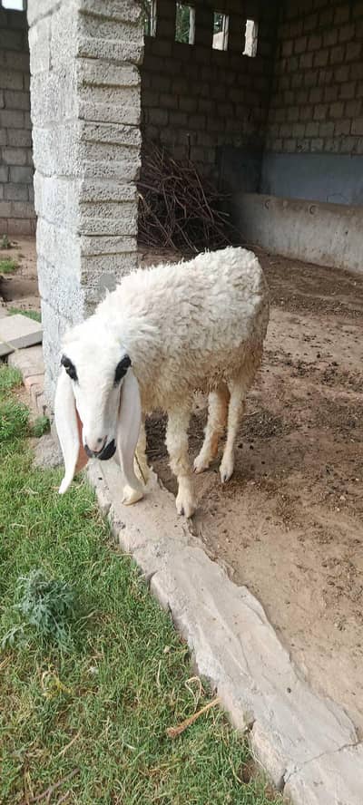 Sheep | Kajla | Dumba | Goat | بکری | دنبہ