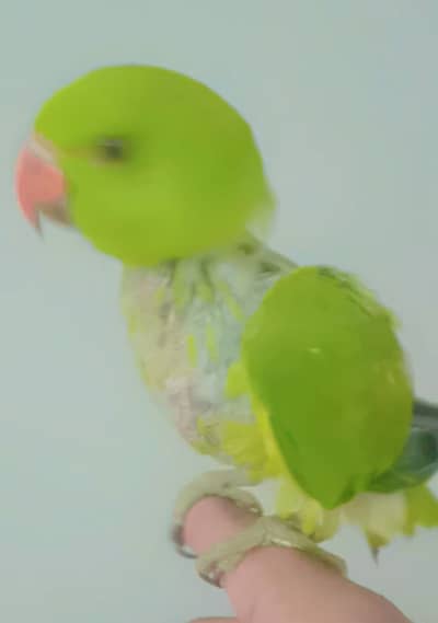 Ring Neck Parrot Babies
