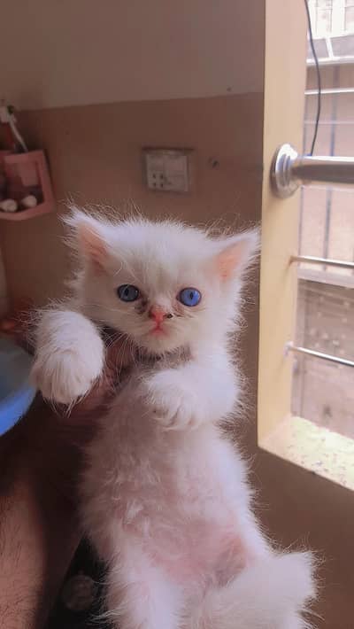 healthy white blue eyes triple coat