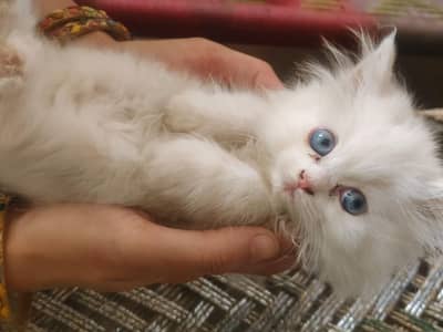 persion kitten for sale