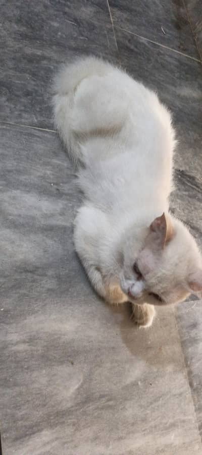 Persian Female Cat