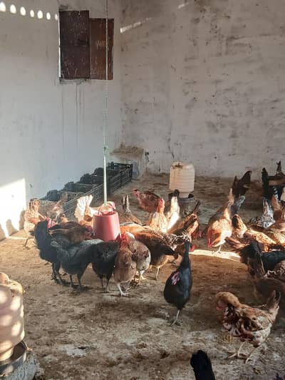 Golden Misri for Sale