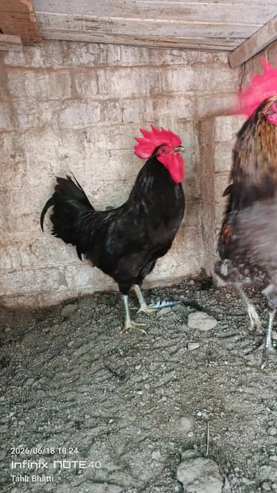 Australorp male
