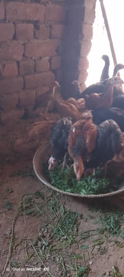 15 chick for sale
