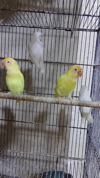 Birds for sale mobile 03452483025