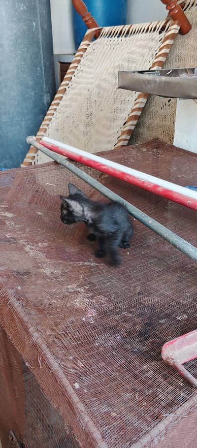 Persian black female single coat
