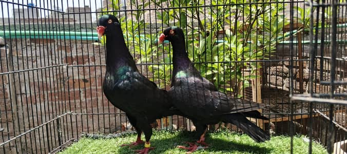 Danish/modina/frill back/Long face/recer/ all fancy pigeon