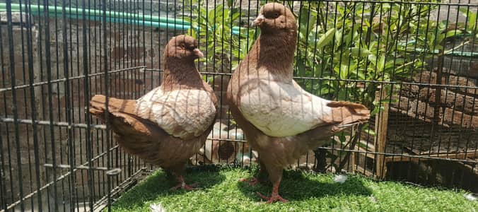 Danish/modina/frill back/Long face/recer/ all fancy pigeon