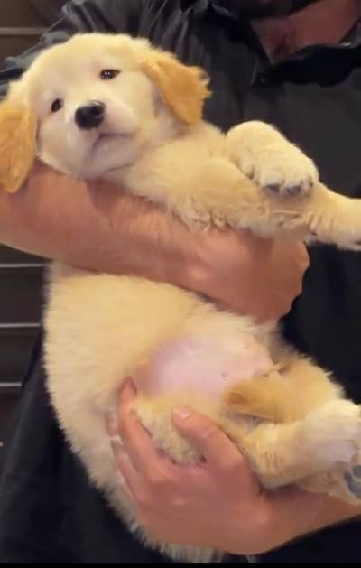 Golden retriever puppy | Pedigree Golden retriever male pupps | puppy